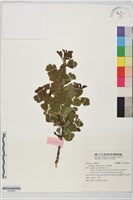 藏品(野山楂)的圖片
