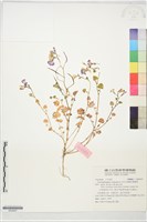 藏品(諸葛菜)的圖片