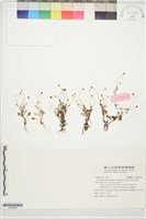 藏品(南方山芫荽)的圖片