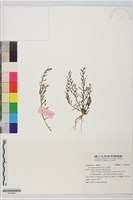 藏品(百蕊草)的圖片