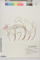 藏品(山蒜)的圖片