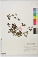 藏品(翻白草)的圖片