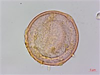 藏品(糙葉樹)的圖片