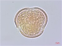 藏品(樟葉槭, 飛蛾子樹)的圖片