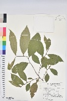 藏品(刺杜密)的圖片