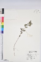 藏品(紫斑大戟)的圖片