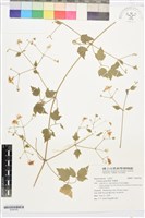 藏品(串鼻龍)的圖片