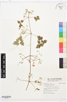 藏品(串鼻龍)的圖片