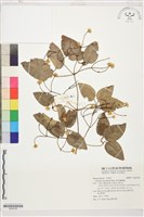 藏品(麥氏鐵線蓮)的圖片