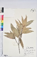 藏品(細葉三斗石櫟)的圖片