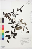 藏品(柱果鐵線蓮)的圖片