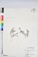 藏品(伏生大戟)的圖片