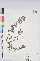 藏品(飛揚草)的圖片