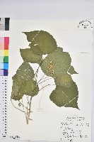 藏品(蟲屎)的圖片