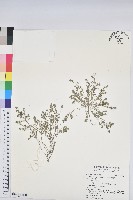 藏品(伏生大戟)的圖片