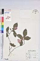 藏品(金毛杜鵑)的圖片