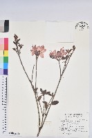 藏品(金毛杜鵑)的圖片