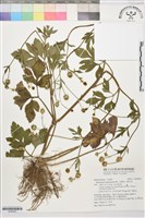 藏品(水辣菜、禺毛茛)的圖片