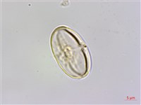 藏品(裂葉秋海棠、巒大秋海棠)的圖片