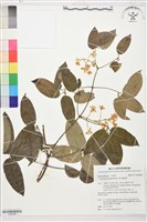 藏品(麥氏鐵線蓮)的圖片