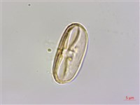 藏品(裂葉秋海棠)的圖片