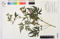 藏品(蔓烏頭)的圖片