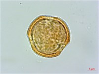 藏品(巴氏鐵線蓮)的圖片