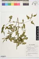 藏品(梨山小蓑衣藤)的圖片