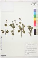 藏品(高山鐵線蓮)的圖片