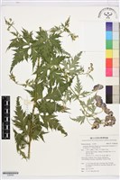 藏品(蔓烏頭)的圖片