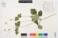藏品(小白頭翁、野棉花)的圖片