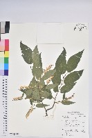 藏品(南燭)的圖片