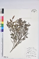 藏品(毛蕊花)的圖片