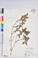 藏品(金毛杜鵑)的圖片