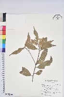 藏品(杏葉石櫟、校栗、校櫟)的圖片