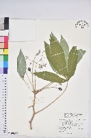 藏品(樹薯、木薯)的圖片