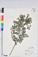 藏品(紅仔珠)的圖片
