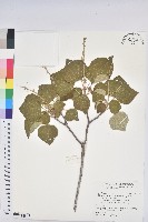 藏品(野桐)的圖片