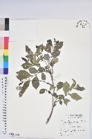 藏品(細葉饅頭果)的圖片