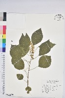 藏品(扛香藤)的圖片