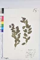 藏品(白飯樹)的圖片