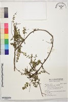 藏品(小葉黃鱔藤)的圖片