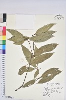 藏品(捲斗櫟)的圖片