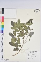 藏品(細葉饅頭果)的圖片