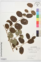 藏品(日本菝契、七星牛尾菜、日本山馬薯、白背牛尾菜)的圖片