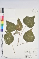 藏品(野桐)的圖片