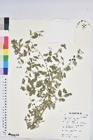 藏品(光枝多花油柑、無毛小果葉下珠)的圖片