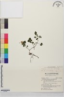 藏品(翅柄馬藍)的圖片