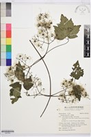 藏品(串鼻龍)的圖片