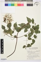 藏品(梨山小蓑衣藤)的圖片